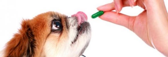 Lo Que Dicen Los Expertos Sobre la Salud de Sus Mascotas
