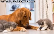 Noticias Sobre sus Mascotas