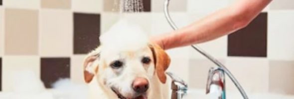 No Tienes Tiempo Para Bañar a tu Perro Limpiarlo