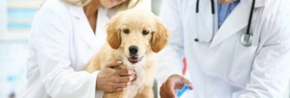 Cuidar de tu Mascota Puedes Progresar su Salud Física y Mental