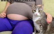 Etapas del Embarazo del Gato