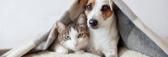 Seguro de salud para mascotas: restricciones importantes